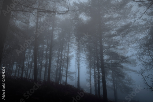 Moody autumn misty pines