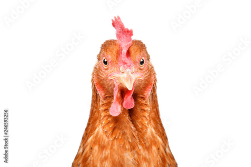 Portrait of a funny chicken, closeup, isolated on white background