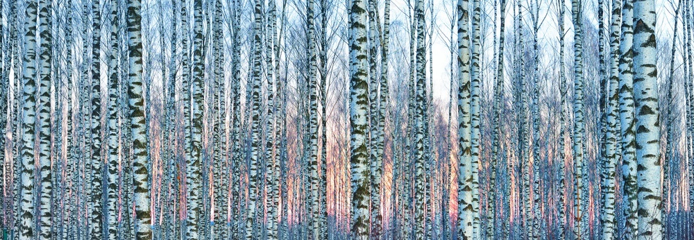Fototapeta Piękny las brzozowy pokryty białym śniegiem o zachodzie słońca.