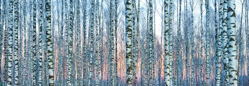 Fototapeta samoprzylepna brzozowy las przed pięknym zachodem słońca w zimie. Łotwa