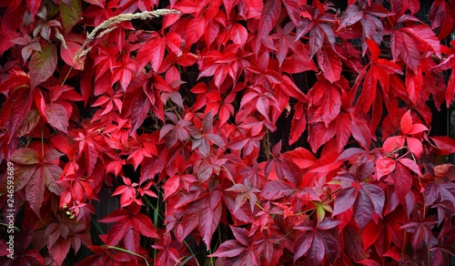 Fotografi Wild grapes with red leaves growing densely on a wooden fence on an autumn day