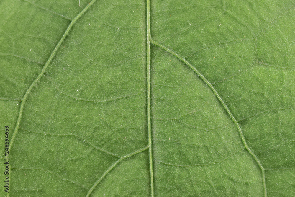 closeup of green leaf closeup of green leaf