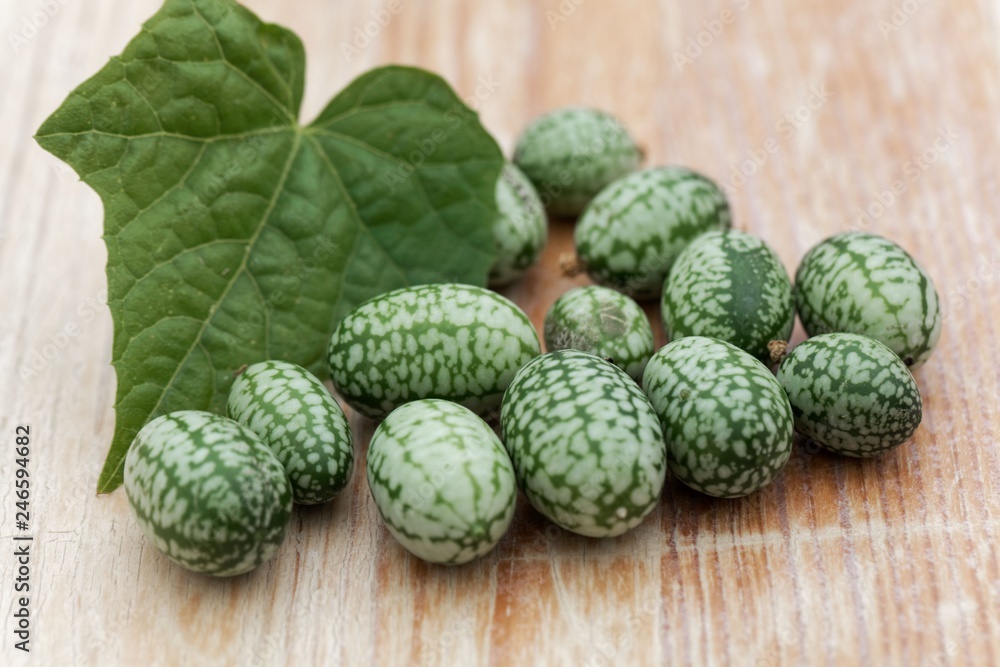 Fototapeta premium Fruits of a Mexican sour gherkin, Melothria scabra