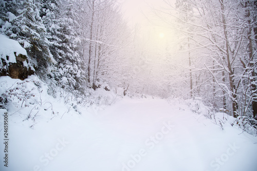 Snow covered trees in the winter forest © plysuikvv