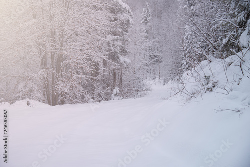 Snow covered trees in the winter forest © plysuikvv