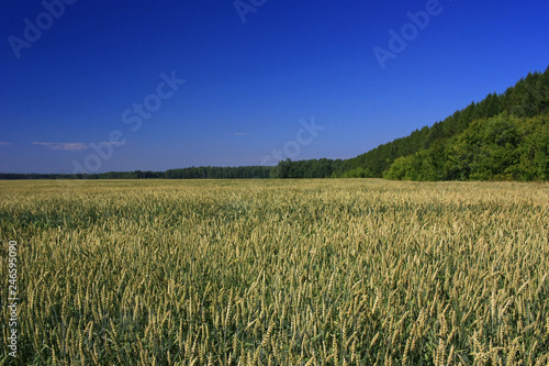 Wheat Ears Field