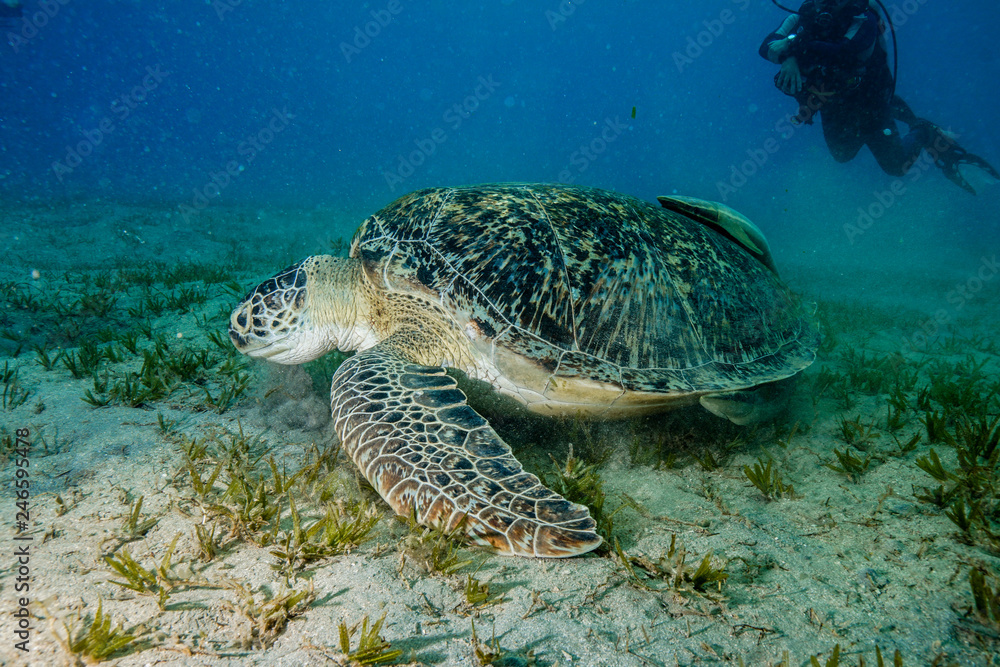 Obraz premium Sea Turtle at the Red Sea, Egypt