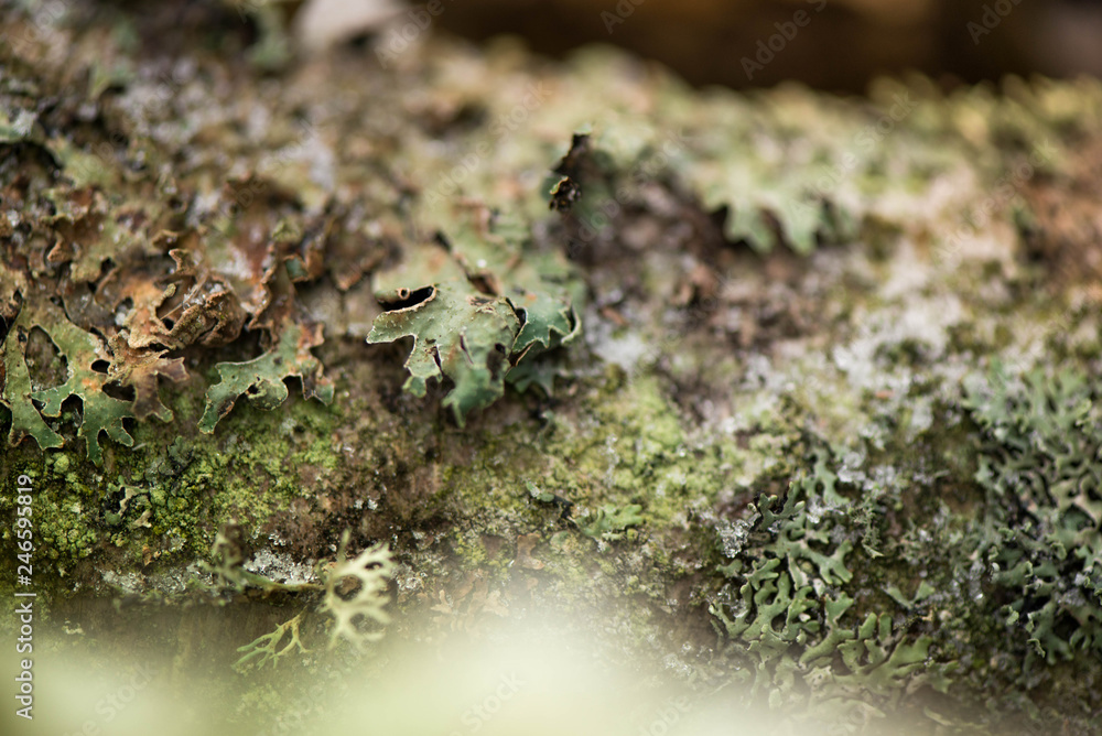 Winter in the forest. Felling in the forest, lumberjack chopping wood and gathering firewood for winter. A macro shot of emerald green, dry, thick moss layer on cut down oak tree in the woods Winter in the forest. Felling in the forest, lumberjack chopping wood and gathering firewood for winter. A macro shot of emerald green, dry, thick moss layer on cut down oak tree in the woods