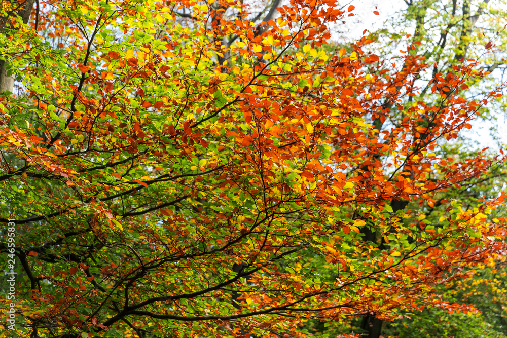 Vibrant red yellow and green throughout autumn canopy. Vibrant red yellow and green throughout autumn canopy.