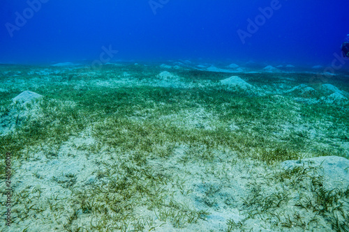 Sea grass at the Red Sea, Egypt
