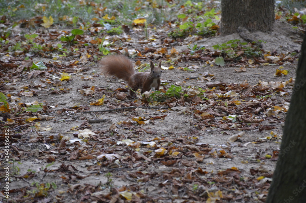 squirrel in forest squirrel in forest