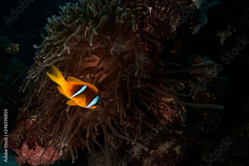 Fototapeta Naklejka Na Ścianę i Meble -  Nemo @ the Red Sea, Egypt