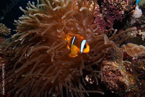 Nemo @ the Red Sea, Egypt
