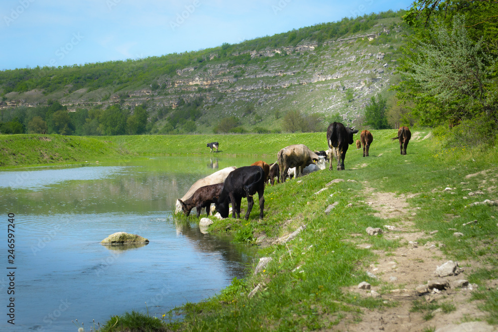 herd of cows grazing in a meadow near the river