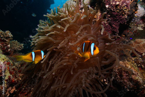 Nemo   the Red Sea  Egypt