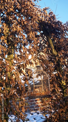 old bird cage in a cottage garden, photo