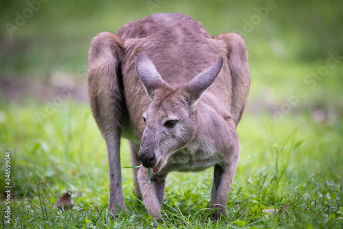 Eastern grey kangaroo peacefully chewing on grass, gold coast, Australia