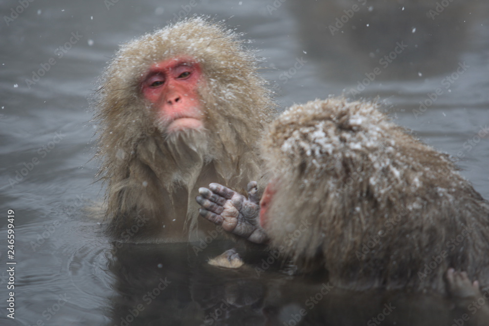 Naklejka premium スノーモンキー 地獄谷のニホンザル
