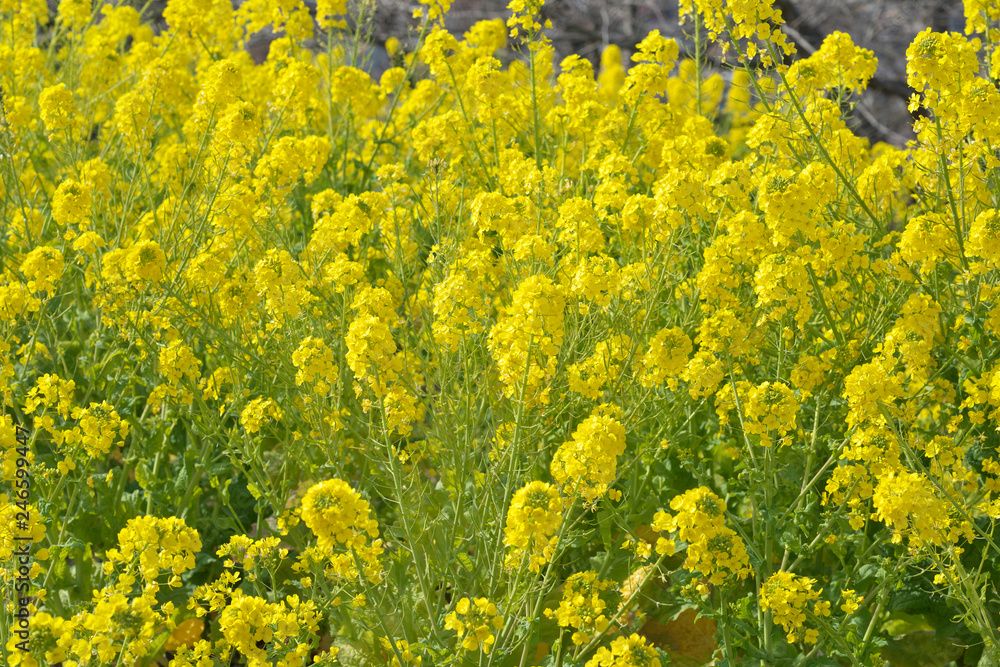 Obraz premium 春・一面の菜の花