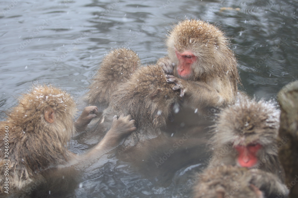 Naklejka premium スノーモンキー 地獄谷のニホンザル