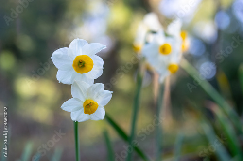 Fototapeta Naklejka Na Ścianę i Meble -  Delicate spring background with white flower and bokeh.