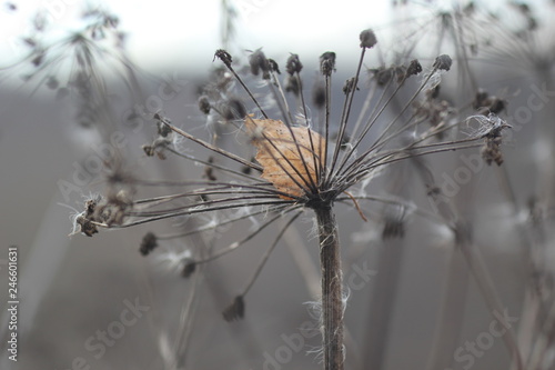 Уellow birch leaf in grey inflorescence of aegopodium (umbrella flower) against grey background in late autumn 