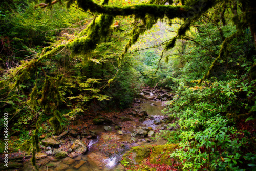 mountain river not far from the Orekhovsky waterfall  and Sochi.