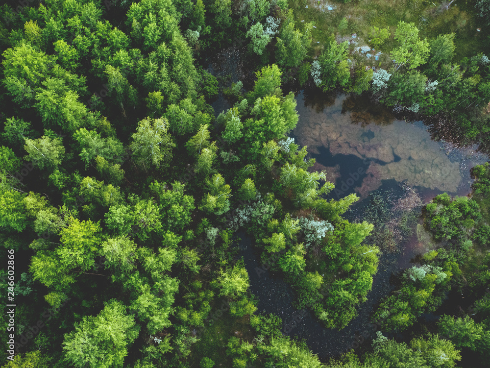 Obraz premium Aerial view of green spring forest with trees and swamp in wetland, spring nature landscape background top view