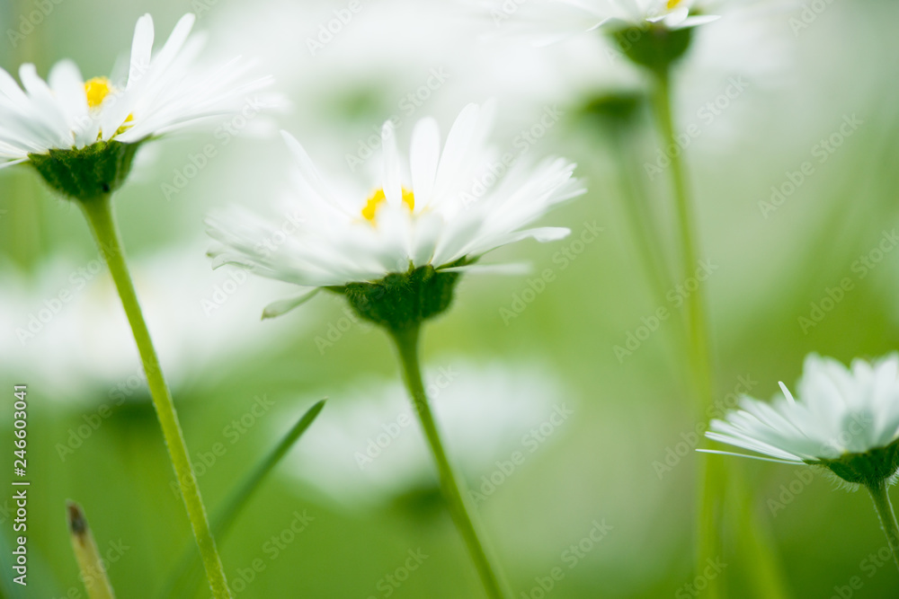 white flower on background of green grass white flower on background of green grass