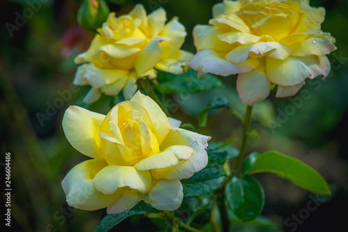 This beautiful blooming yellow rose in the garden  close-up. Gardening  landscape design  yellow roses. Copy space. Suitable for the catalog  for the site. Place for text. Selective focus.