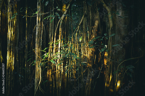 curtain fig tree II