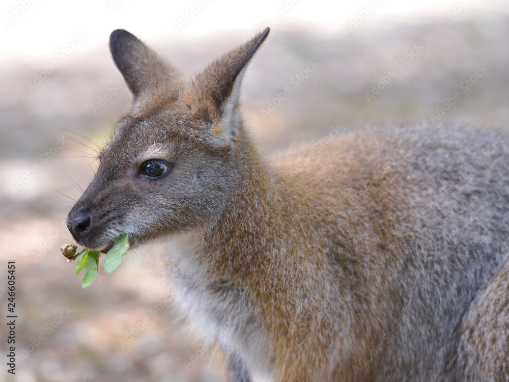 Closeup wallaby of Bennet, or Red-necked wallabies (Macropus rufogriseus) eating leaves