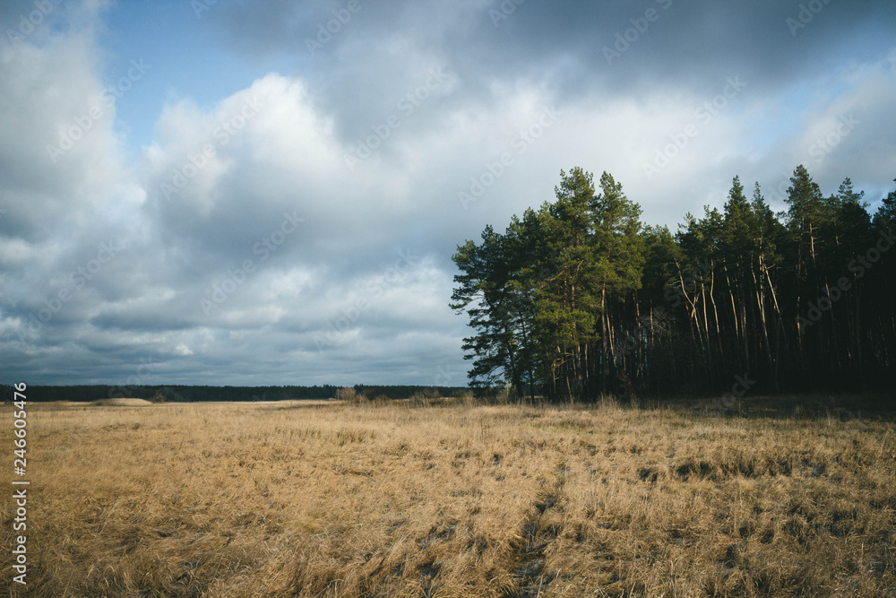 Obraz premium Beautiful field