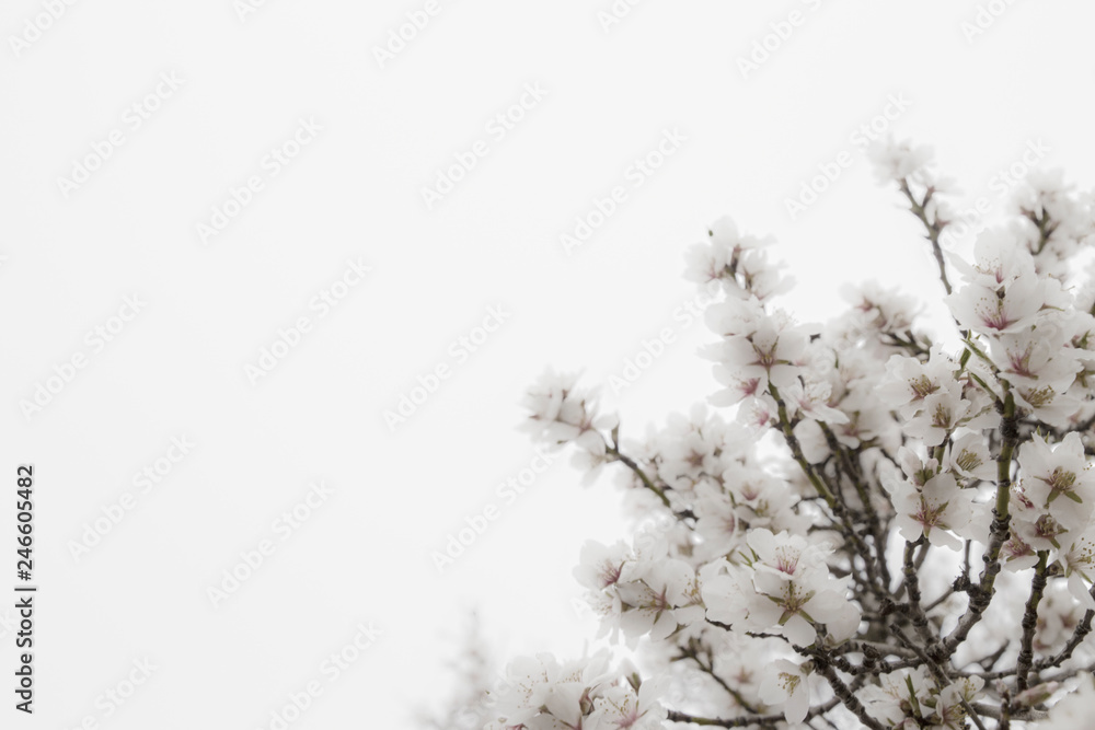 Flor de cerezos blancas en su árbol