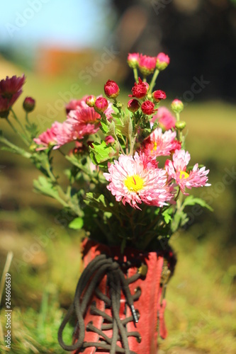 pink chrysanthemums in the red boots.