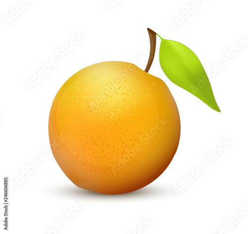 Orange fruit, realistic vector icon illustration isolated on white background. Vibrant and juicy colors.