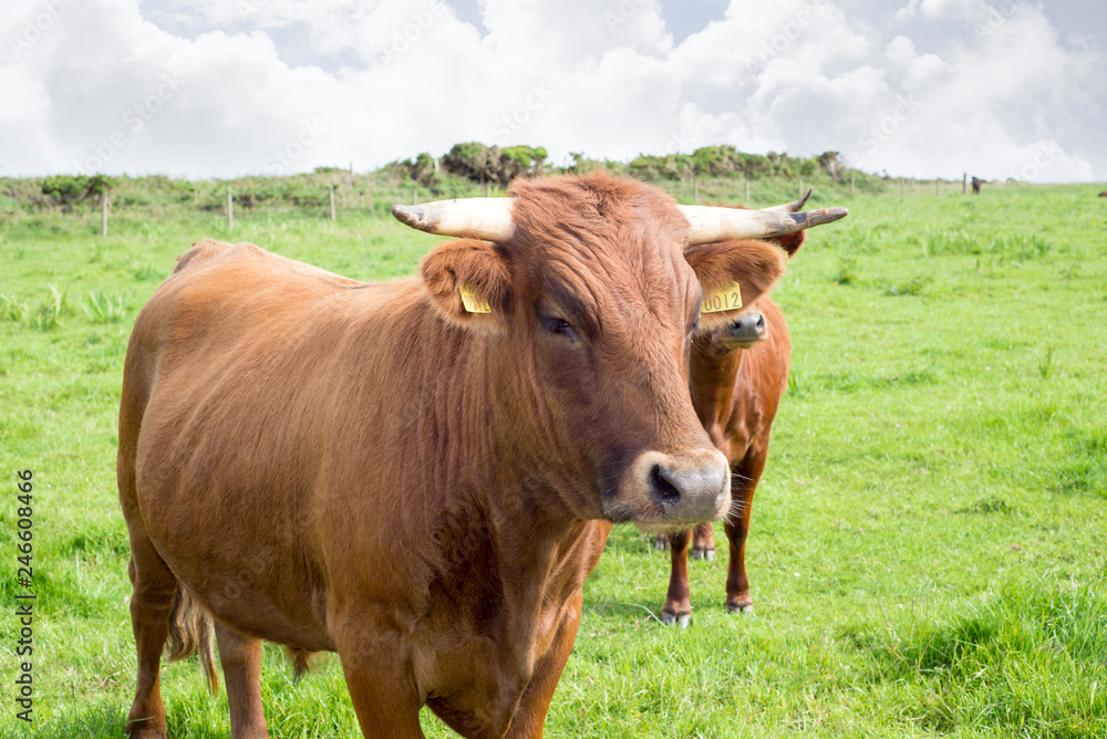jersey cattle on green pasture