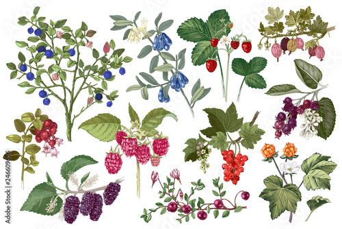 Set of hand drawn berries branches