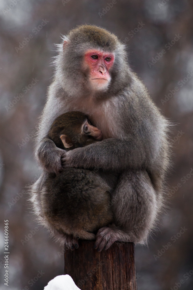 An unhappy , preoccupied mother of a Japanese macaque with a baby in winter, fluffy fur, red face. An unhappy , preoccupied mother of a Japanese macaque with a baby in winter, fluffy fur, red face.