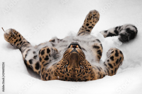 The red-haired Amur leopard (Far Eastern) plays in the snow and walks and watches. Predatory wild animal fun in the winter.