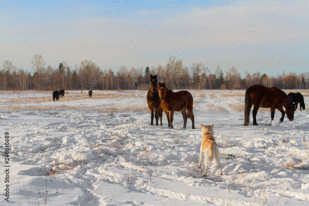 A Japanese shepherd Akita Inu dog and a herd of beautiful bay horses on a farm field in winter on a natural background on a clear winter day. A Japanese shepherd Akita Inu dog and a herd of beautiful bay horses on a farm field in winter on a natural background on a clear winter day.