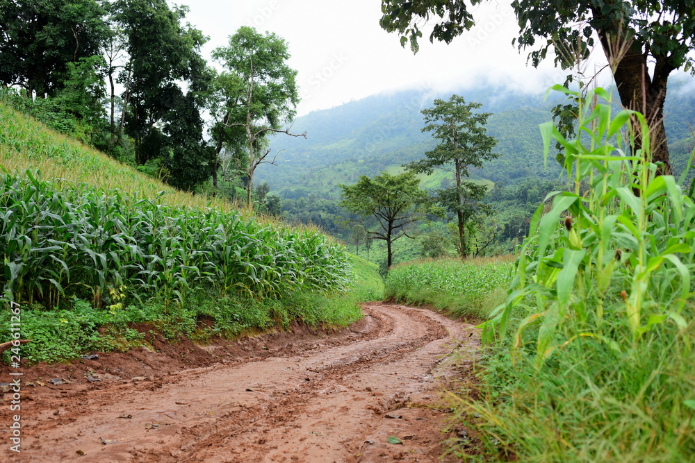 The road to the gravel soil of the hill tribe people in the provinces of Thailand Mountain views and corn fields The road to the gravel soil of the hill tribe people in the provinces of Thailand Mountain views and corn fields