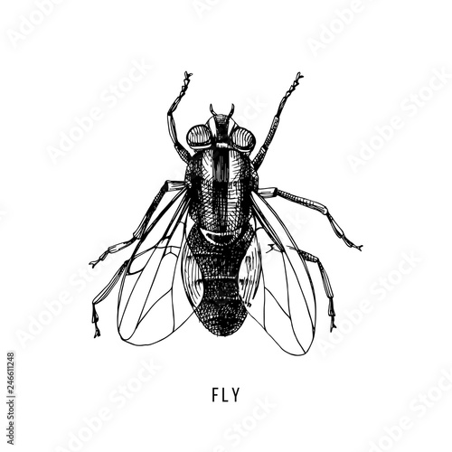 Hand drawn fly on white background