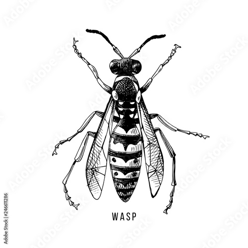 Hand drawn wasp illustration
