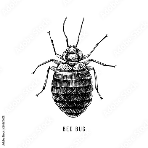 Hand drawn bed bug