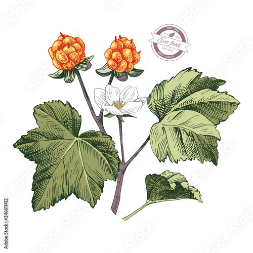 Hand drawn cloudberry branch