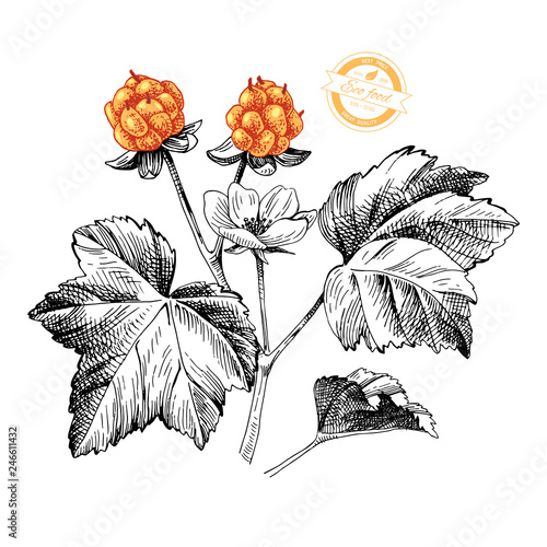 Hand drawn cloudberry branch