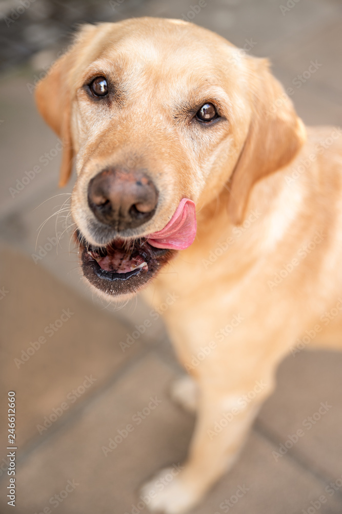 Beautiful young labrador looking up while licking lips with pink tongue and blurred background Beautiful young labrador looking up while licking lips with pink tongue and blurred background