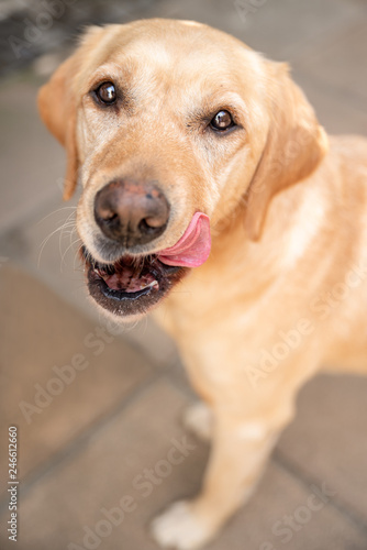 Beautiful young labrador looking up while licking lips with pink tongue and blurred background