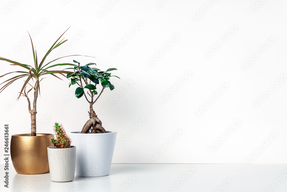 Shelf on a white empty wall. Copy space. Place for text. Scandinavian style. Bonsai in a white pot, cactus and palm in a golden casing